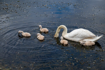 famille de cygnes