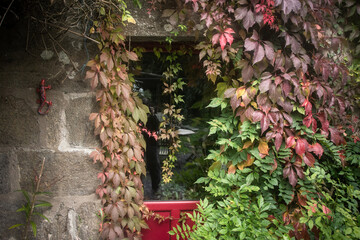 une porte fenêtre encadrée de vigne vierge