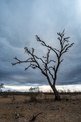 tree in the savannah, South Africa