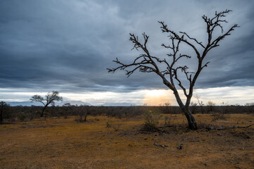 tree in the savannah, South Africa