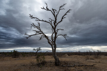 tree in the savannah, South Africa