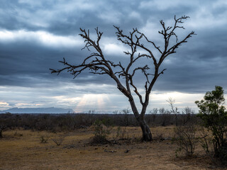 tree in the savannah, South Africa