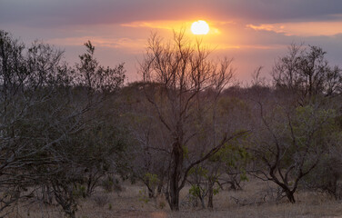 tree in the savannah, South Africa