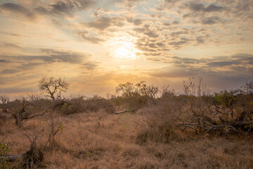Obraz premium tree in the savannah, South Africa