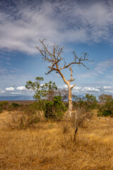 tree in the savannah, South Africa