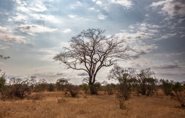 tree in the savannah, South Africa