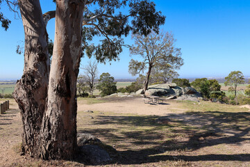 Fototapeta premium eucalyptus tree and picnic bench in you yangs national park overlooking fields