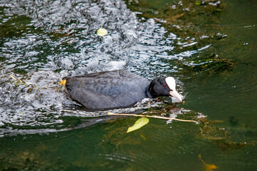 Ente auf dem Wasser