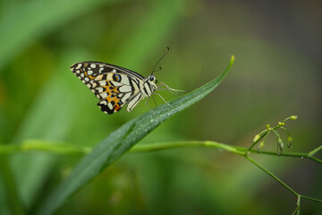  Beautiful colored butterfly on green fern leaf, Mahe, Seychelles 