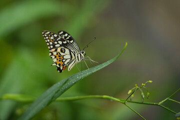  Beautiful coloured butterfly on green fern leaf, Mahe, Seychelles 