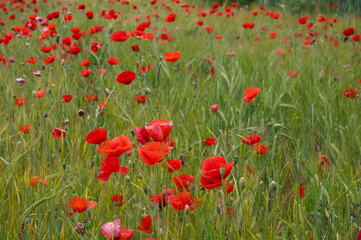 Field of Red Poppies