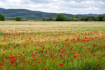 Field of Red Poppies 2