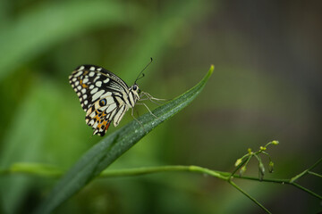Beautiful coloured butterfly on green fern leaf, Mahe, Seychelles 