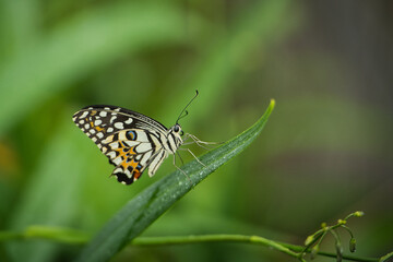 Beautiful coloured butterfly on green fern leaf, Mahe, Seychelles 