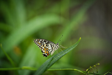 Beautiful coloured butterfly on green fern leaf, Mahe, Seychelles 