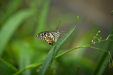 Beautiful coloured butterfly on green fern leaf, Mahe, Seychelles 