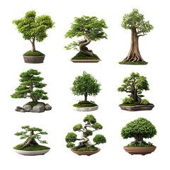 Elegant Collection of Bonsai Trees: Unique Plant Elements for Tranquil Spaces and Nature-Inspired Designs.