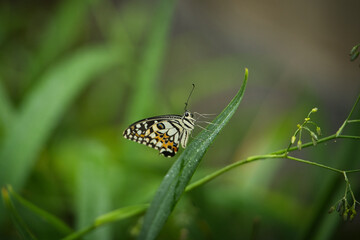 Beautiful coloured butterfly on green fern leaf, Mahe, Seychelles 
