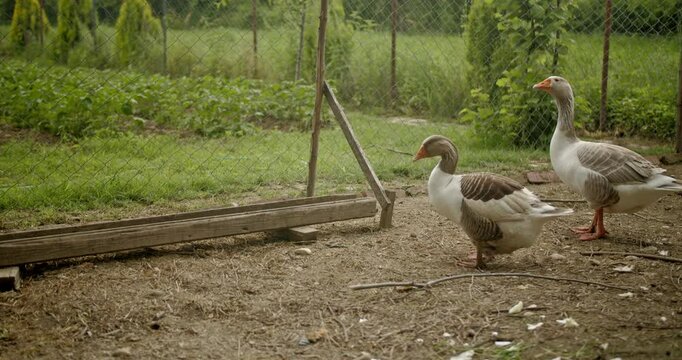 Two geese in a fenced-in farmyard on a sunny summer day. Perfect for agricultural stock footage.
