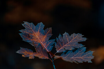 Close-up of Autumn Oak Leaves in Moody Light
