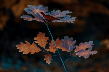 Close-up of Autumn Oak Leaves in Moody Light
