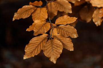 Obraz premium Autumn Beech Leaves Close-Up in Fall 