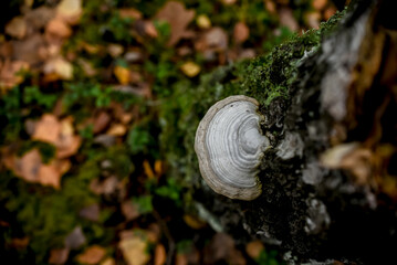 A bracket fungus grows on the side of a weathered tree stump, its concentric layers blending with...