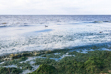 algae proliferating on the seashore during a water bloom
