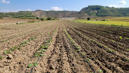 Zucchini seedling grown as a second crop in a field as a green and agricultural background