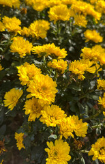 Small bright yellow flowers bloom in a lush green garden, basking in the sunlight