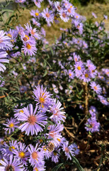 Beautiful purple wildflowers in full bloom, their petals emitting delicate purple hues on a sunny day