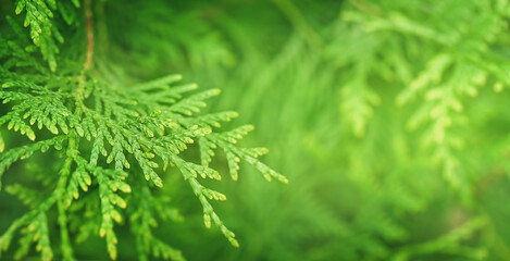 Green leaves of thuja in the background, copy space