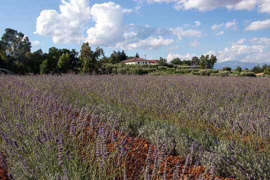 Parco della lavanda