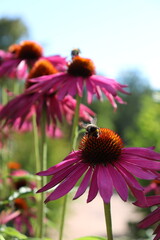  Bumblebee on Pink Coneflower in Summer Garden