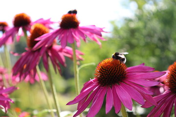 Bumblebee on Pink Coneflower with Blurred Floral Background