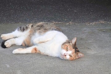 リラックスして寝転ぶネコ