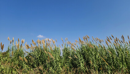 Giant reeds (Arundo donax) on the edge of an irrigation canal in Mediterranean region in autumn