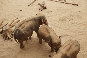 Słoń indyjski. Zoo Łódź. Orientarium.