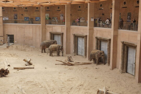Słoń indyjski. Zoo Ł&oacute;dź. Orientarium.