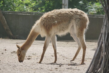 Wikuna andyjska. Zoo Łódź. Orientarium. © Rafa