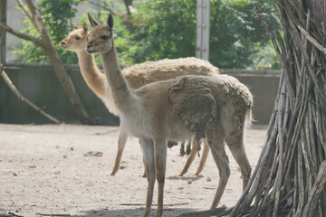 Wikuna andyjska. Zoo Łódź. Orientarium. © Rafa
