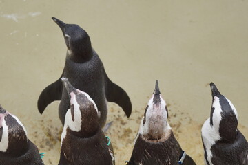 Pingwin przylądkowy. Zoo Łódź. Orientarium. © Rafa