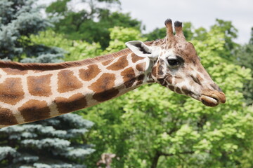 Żyrafa. Zoo Łódź. Orientarium. © Rafa