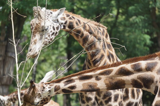 Fototapeta Żyrafa. Zoo w Łodzi.