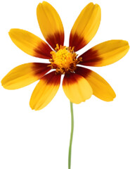 Fototapeta premium Plains coreopsis showing its bright golden petals proudly. 