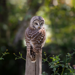 barred owl sitting on perch