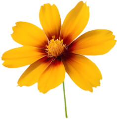 Obraz premium Beautiful Plains coreopsis shining brightly in sunlight. 