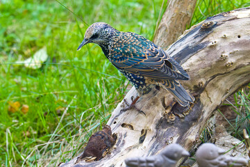 Perlstar , Star (Sturnus vulgaris) im Herbst