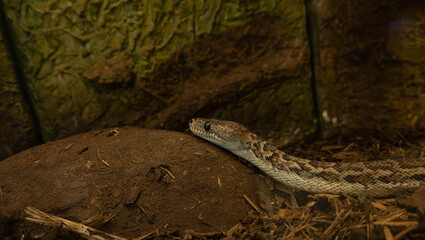 A close-up view of the snake.(Chilabothrus angulifer)