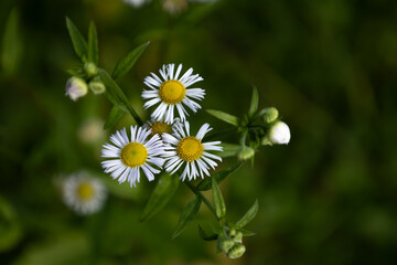White flowes of annual fleabane in the meadow in Slovakia(Stenactis annua).